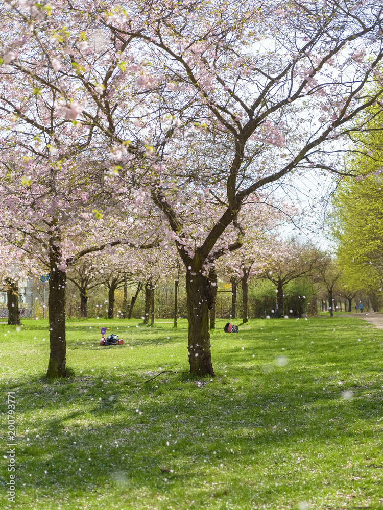 Sakura - Kirschblüte im Frühling in Berlin