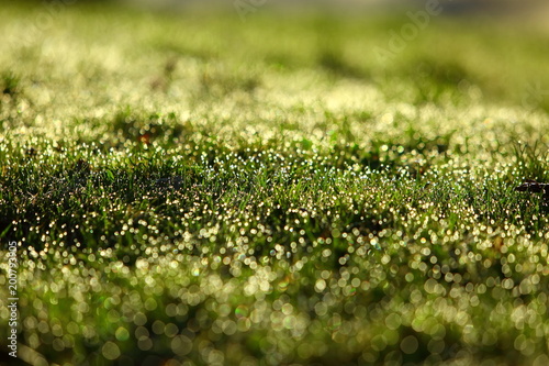 Morning dew in the sun on thin leaves of green grass.