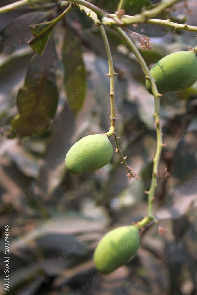 Fresh tender young mangoes on tree in orchard. Green mango in a local garden tree to forest. National fruit of India, Pakistan, Philippines. Sold in fruit markets & export import worldwide business Fresh tender young mangoes on tree in orchard. Green mango in a local garden tree to forest. National fruit of India, Pakistan, Philippines. Sold in fruit markets & export import worldwide business