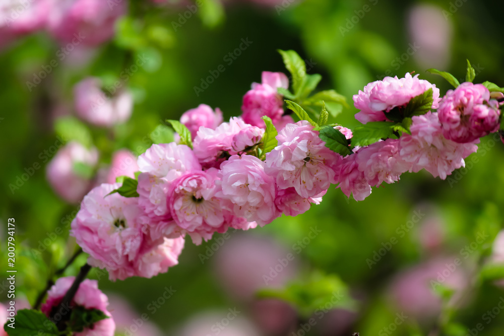 Fototapeta premium Cherry blossoms