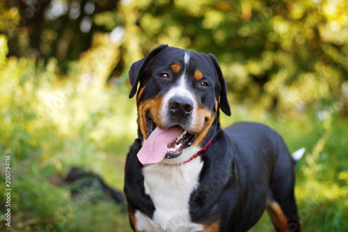 Great swiss mountain dog standing in the grass outdoors photo