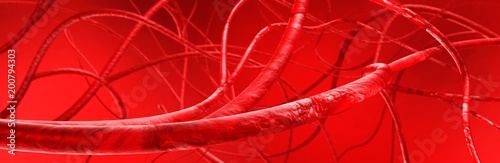 vessels, circulatory system, arteries,
3D rendering
 photo