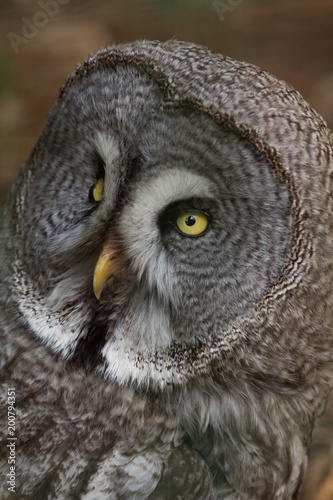 Owl portrait in nature, animal and bird background.