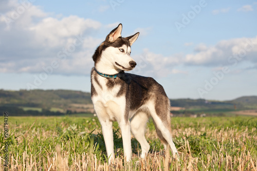 Portrait of nice husky © lenkadan