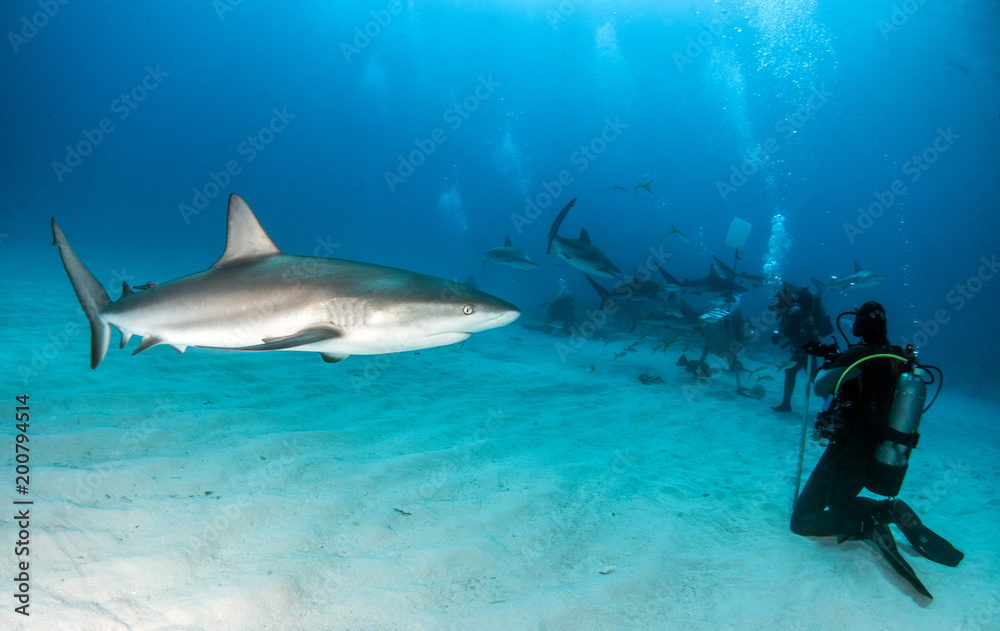 Caribbean Reef Shark at the Bahamas