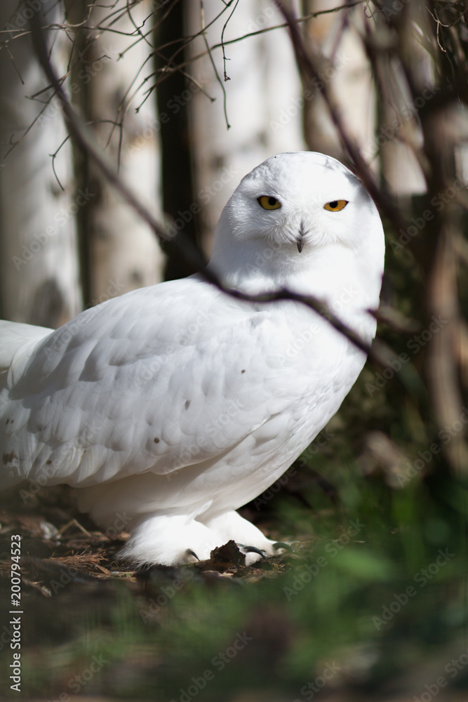 Bubo scandiacus - Snowy owl is a monotypical species of protected owl Bubo scandiacus - Snowy owl is a monotypical species of protected owl