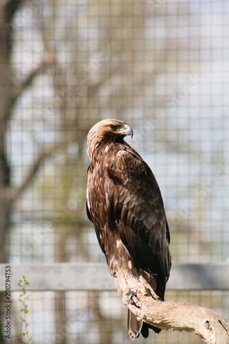 The Rock Eagle (Aquila chrysaetos) is one of the largest terrestrial eagles in the Northern Hemisphere