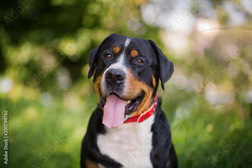 Great swiss mountain dogsitting in the grass outdoors photo