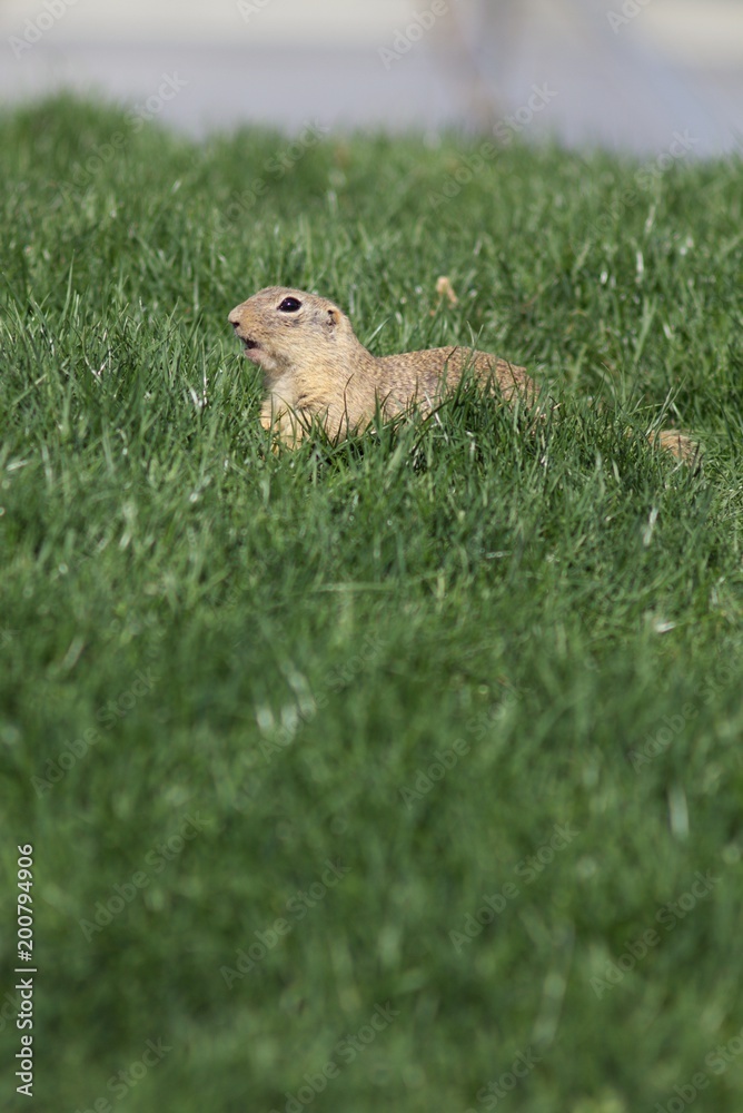 Obraz premium Sickle - a critically endangered species (Spermophilus citellus) belongs to the squirrel family (Sciuridae) and is a representative of so-called earth squirrels.