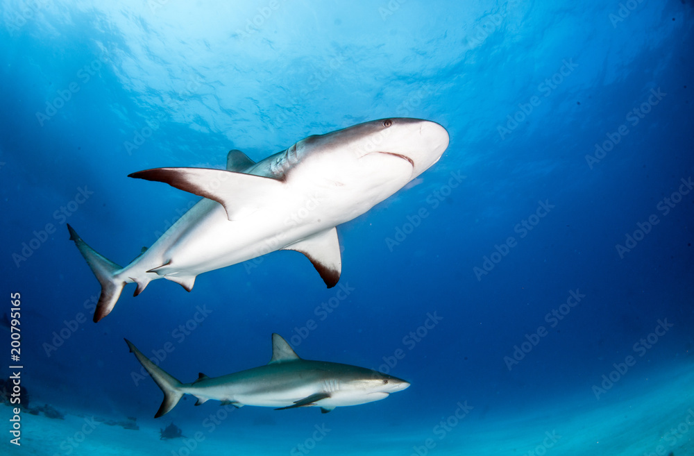 Caribbean Reef Shark at the Bahamas Caribbean Reef Shark at the Bahamas