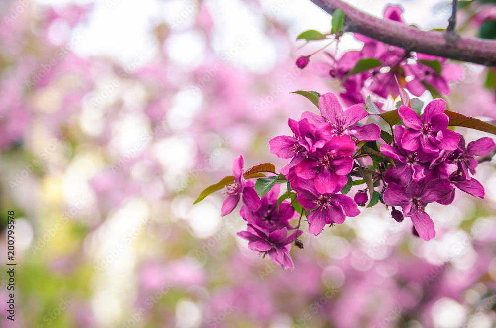 Fototapeta premium Beautiful pink blossoming tree with bokeh background