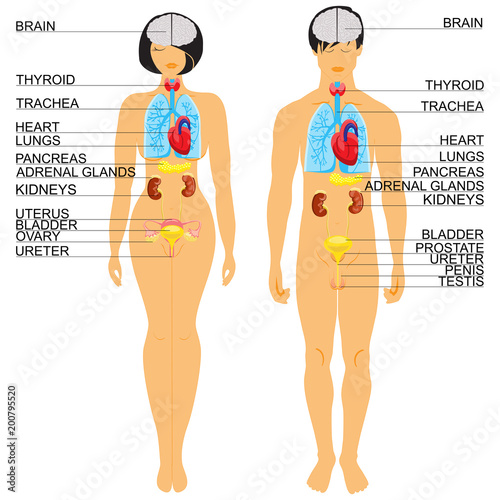 Anatomy of human body