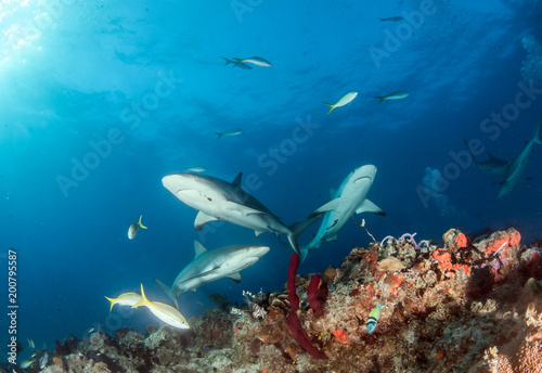 Caribbean Reef Shark at the Bahamas