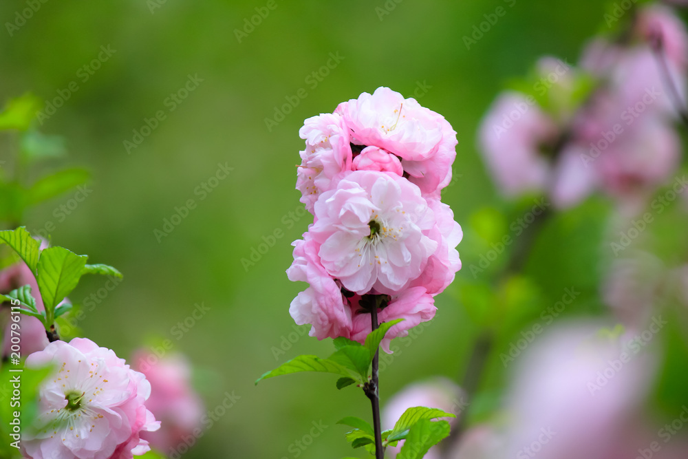 Cherry blossoms Cherry blossoms
