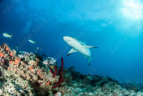 Caribbean Reef Shark at the Bahamas