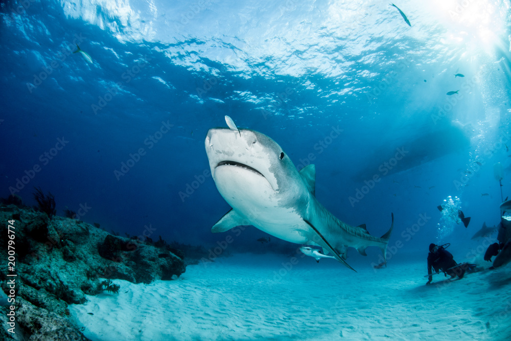 Naklejka premium Tiger Shark w Tigerbeach na Bahamach