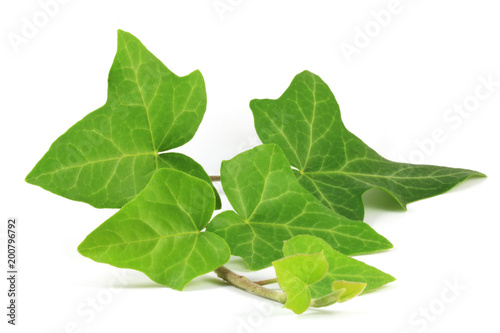 Common ivy (Hedera helix) plant isolated on white.