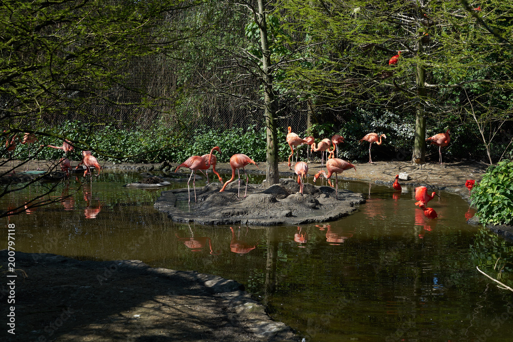 The group of pink flamingo is walking near the puddle in the park 