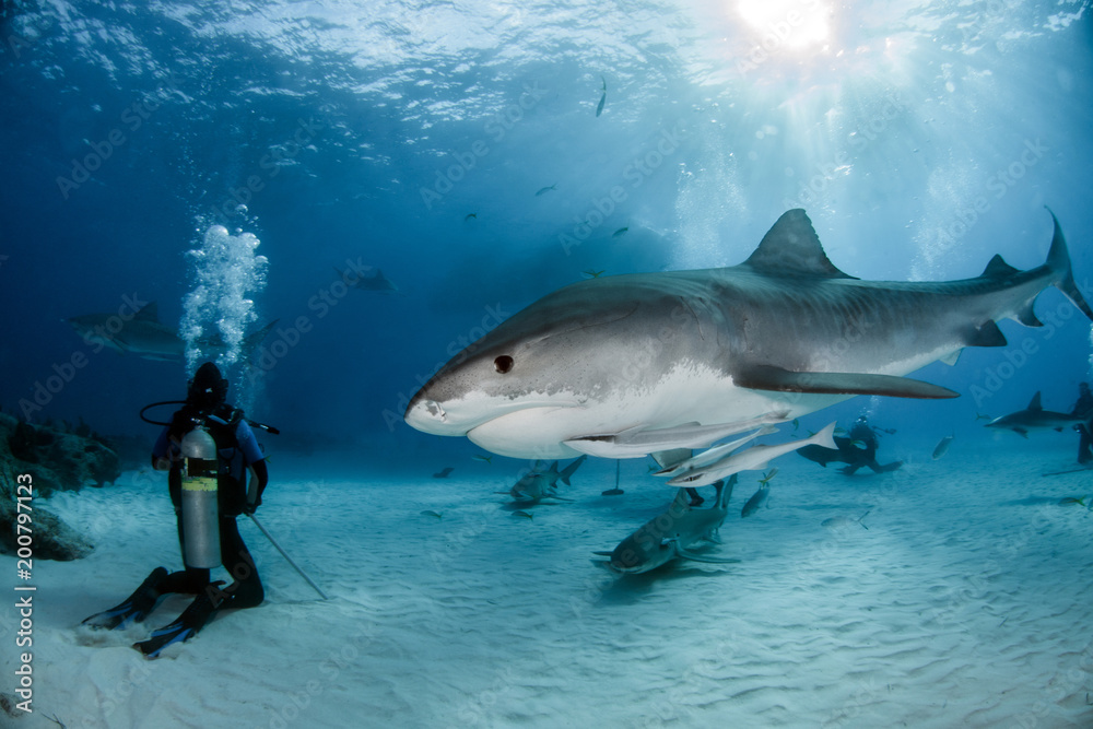 Fototapeta premium Tiger Shark at Tigerbeach, Bahamas