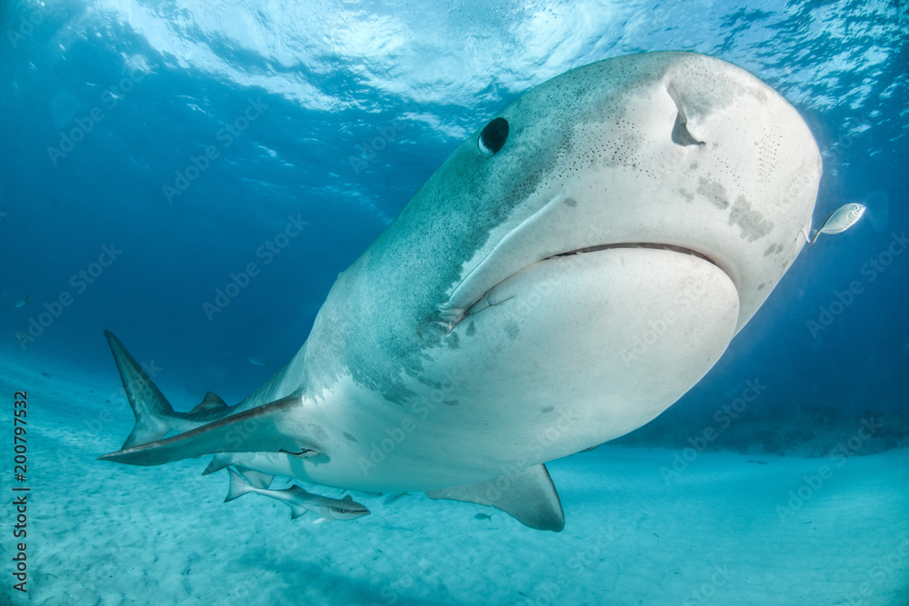Fototapeta premium Tiger Shark at Tigerbeach, Bahamas