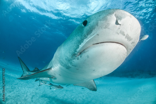 Tiger Shark at Tigerbeach, Bahamas © Michael Bogner