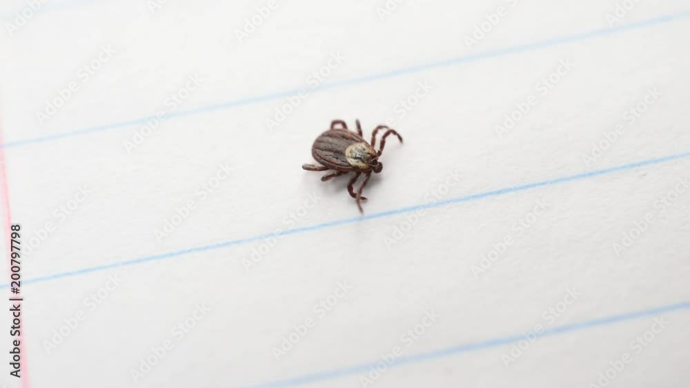 Hard tick lies on white paper background and then starts to crawl. Dermacentor. Macro shot.