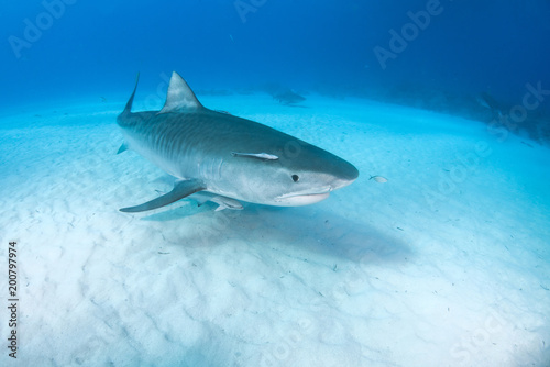 Tiger Shark at Tigerbeach, Bahamas