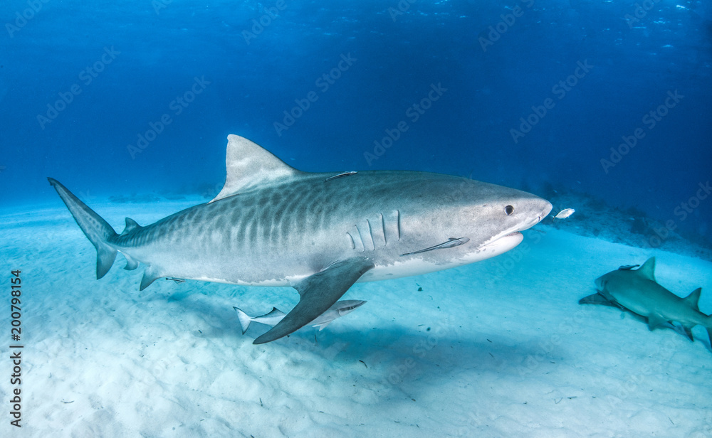 Obraz premium Tiger Shark w Tigerbeach na Bahamach