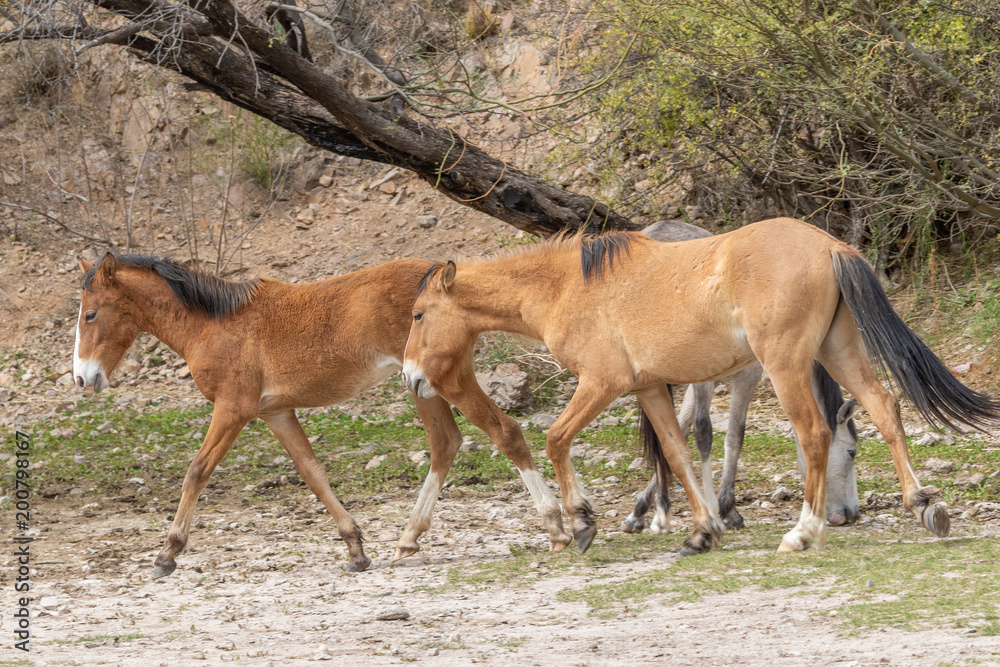 Fototapeta premium Wild Horses Near the Salt River in the Arizona Desert