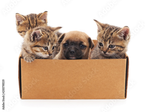 Puppy and kittens in a box.