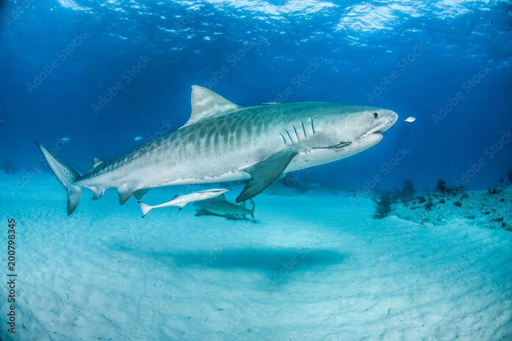 Fototapeta premium Tiger Shark at Tigerbeach, Bahamas