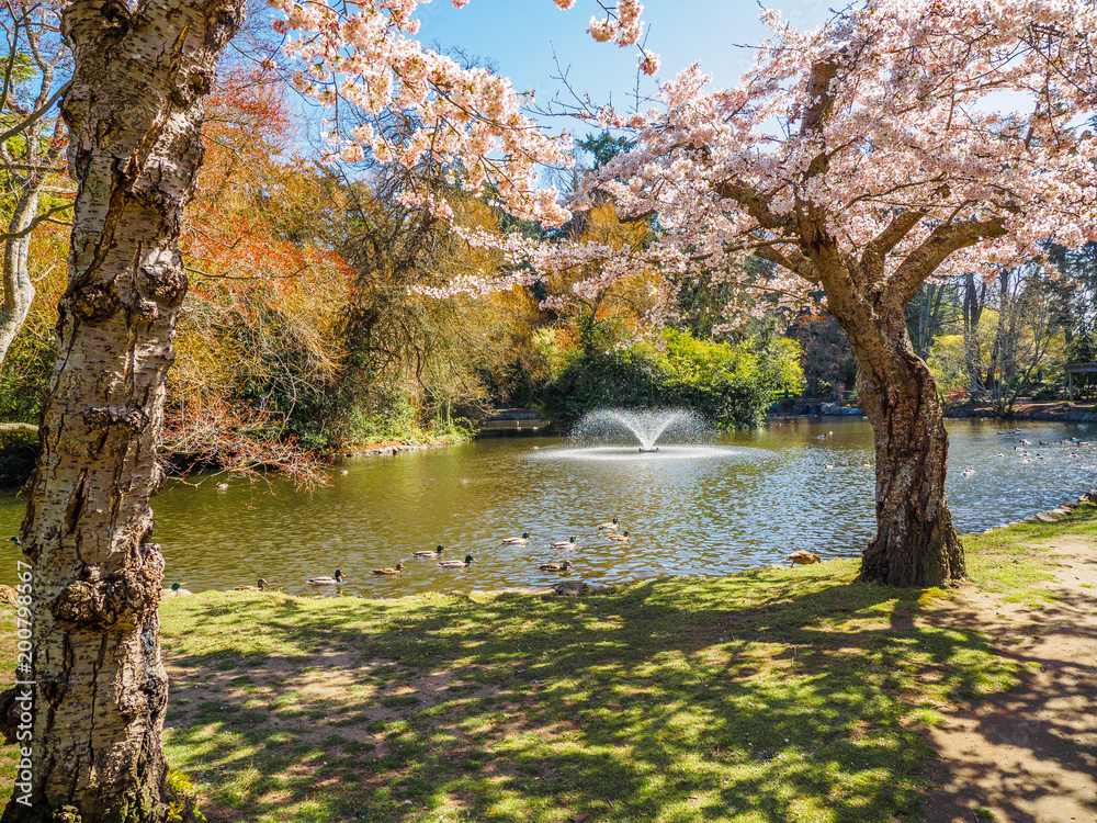 Naklejka premium Springtime blossom in public Beacon Hill Park, Victoria BC Canada