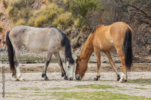 Wild Horses Near the Salt River in the Arizona Desert © natureguy