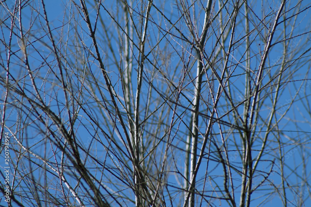 tree branches without leaves against the blue sky tree branches without leaves against the blue sky