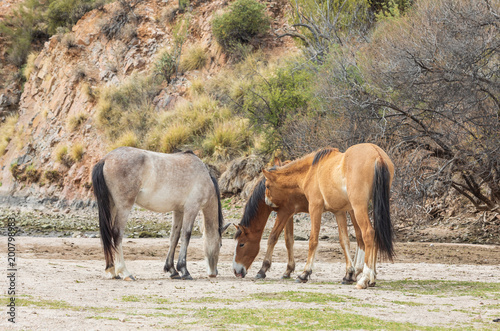 Wild Horses Near the Salt River in the Arizona Desert