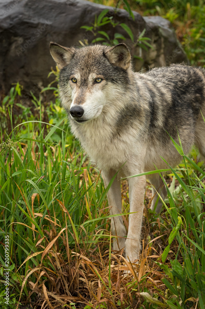 Fototapeta premium Grey Wolf (Canis lupus) with Rock in Background