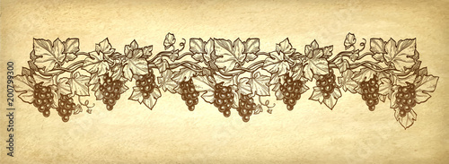 Hand drawn vector illustration of grapes.