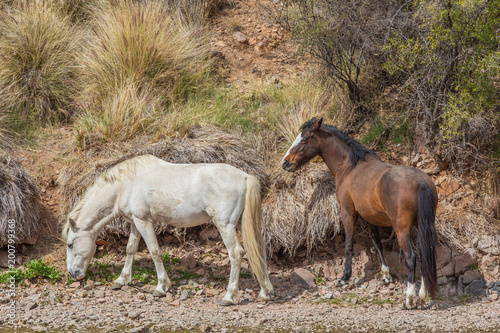 Wild Horses Near the Salt River in the Arizona Desert
