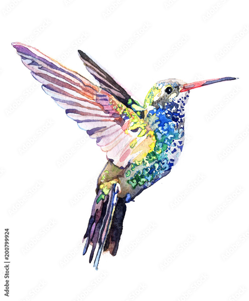 Obraz premium Watercolor animal Colibri isolated on white background