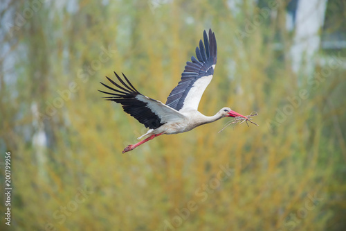 Stork flying to the nest with some branches in Vitoria