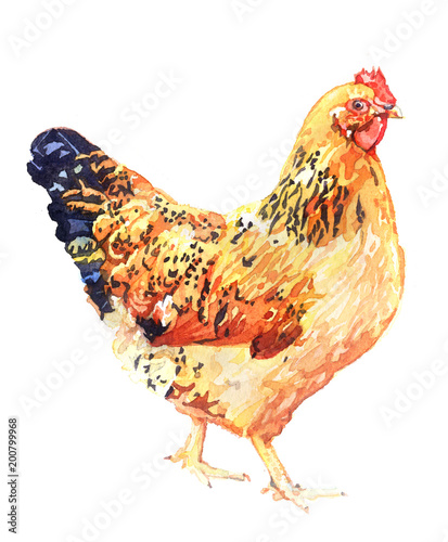 Watercolor animal chicken hen isolated on white background
