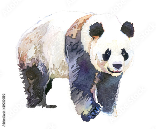Watercolor animal panda isolated on white background