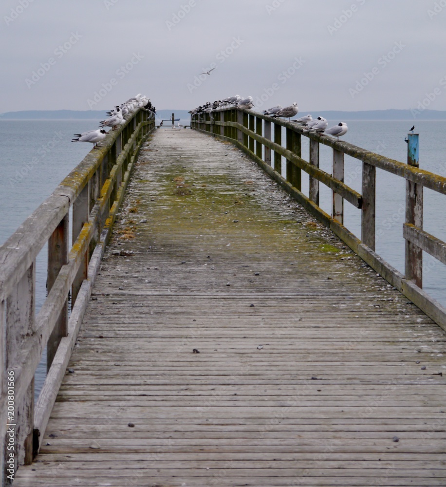 Holzsteg in die Ostsee mit Möwen in Sassnitz Holzsteg in die Ostsee mit Möwen in Sassnitz