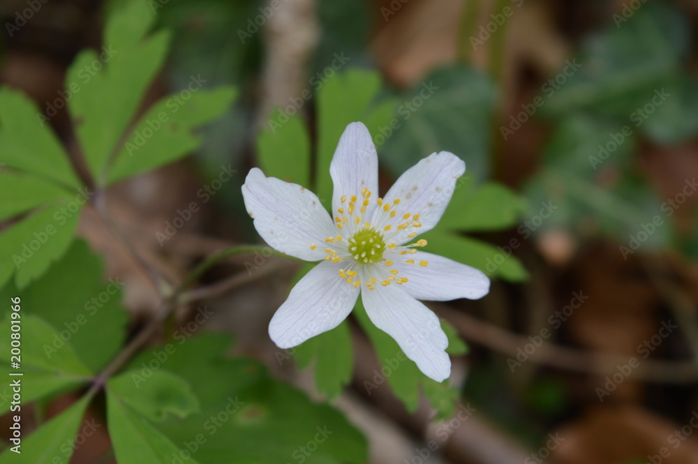 Fleur Fleur