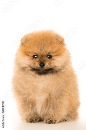 cute Little young pomeranian cob isolated over white