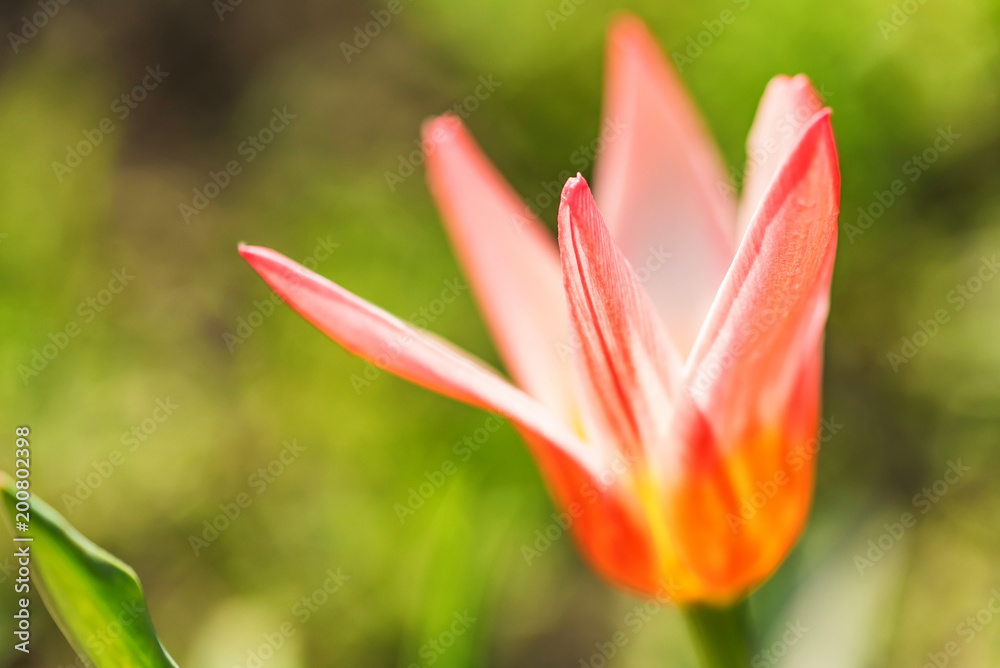 Single open pink tulip in garden