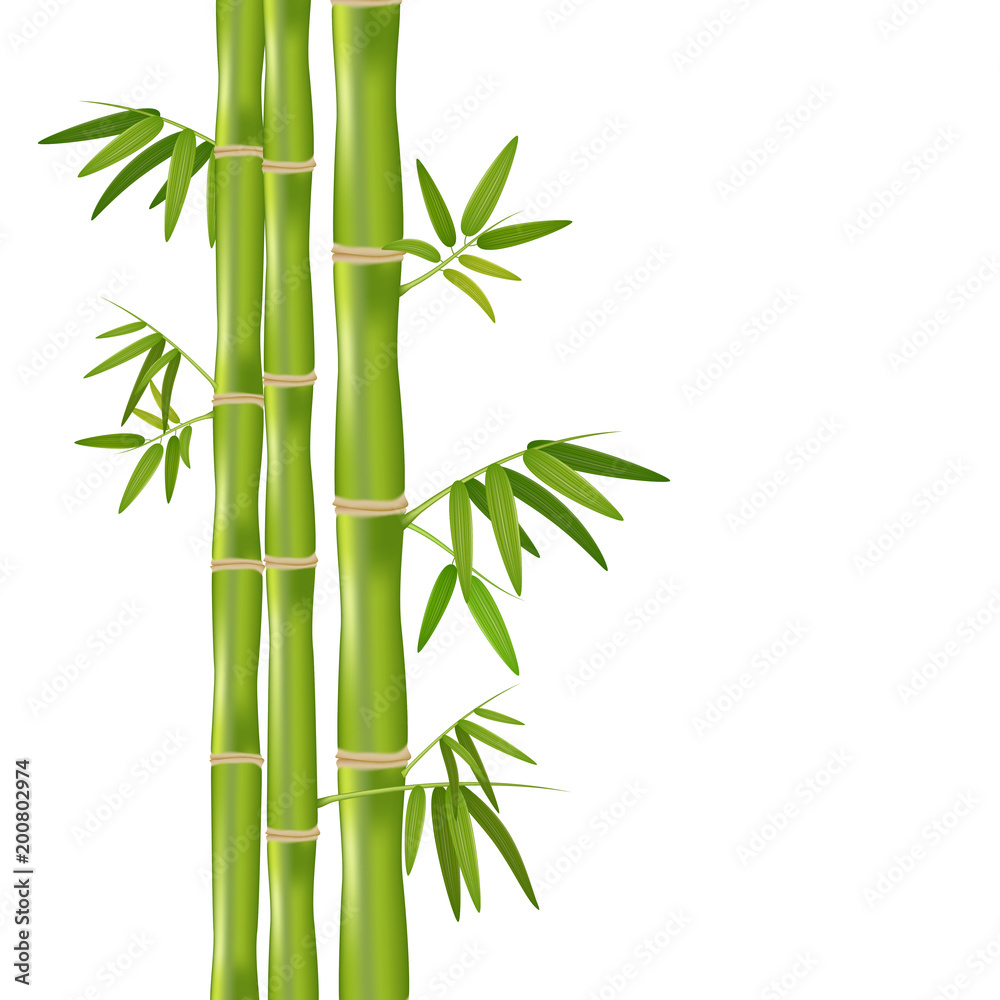 Fototapeta Wektorowa odosobniona realistyczna ilustracja zielona organicznie bambusowa roślina odizolowywająca na białym tle.