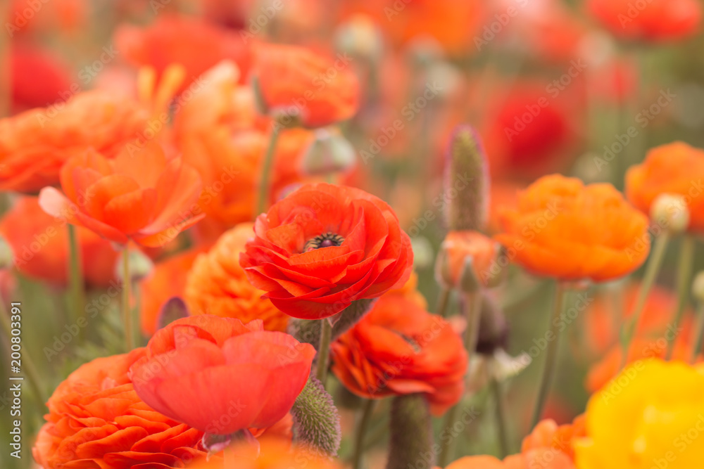 Close up of orange ranunculus flowers in a field, spring time. Close up of orange ranunculus flowers in a field, spring time.