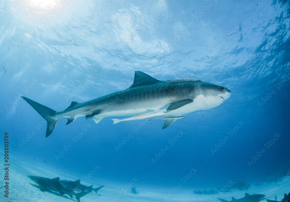 Tiger Shark at Tigerbeach, Bahamas