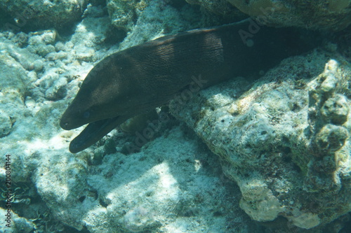 Giant moray